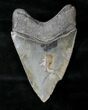 Razor Sharp Megalodon Tooth - Georgia #19076-2